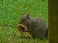 Squirrel at the farm in Forest of Dean